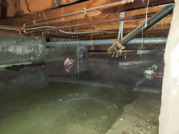 Best Water damage contractors near me  in Blennerhassett, WV