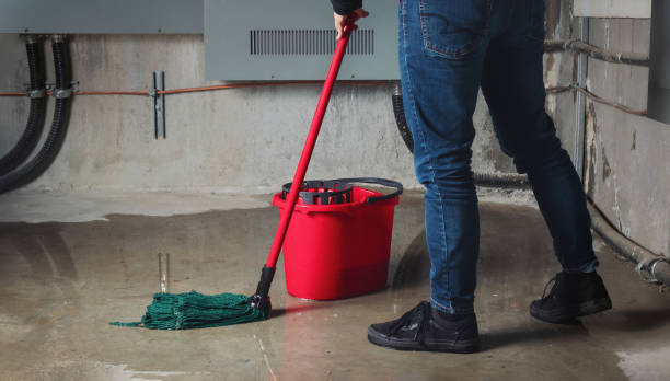 Best Local water damage restoration  in Blennerhassett, WV