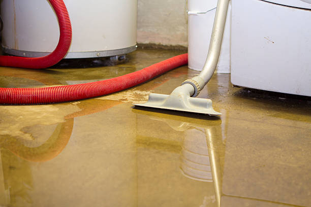 Best Local water damage restoration  in Blennerhassett, WV